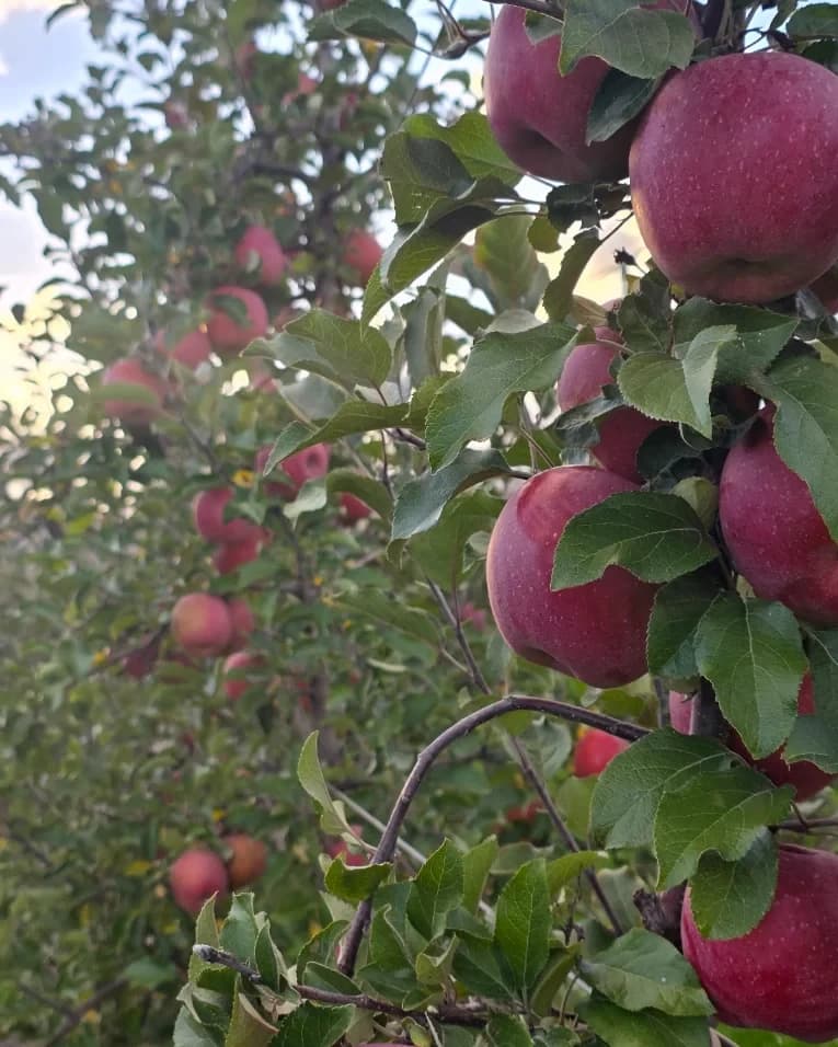 Mollë të kuqe në degët e pemishtes